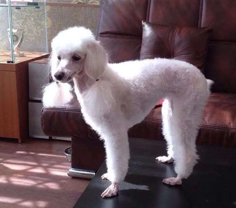white Poodle in summer haircut