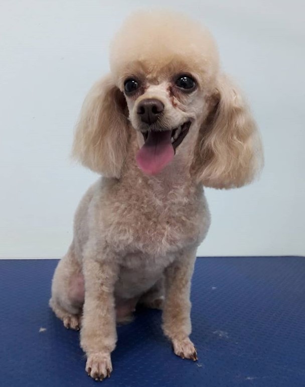 cream Poodle in summer haircut