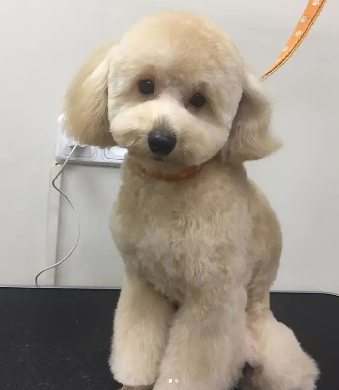 cream Poodle in puppy haircut sitting on the grooming table
