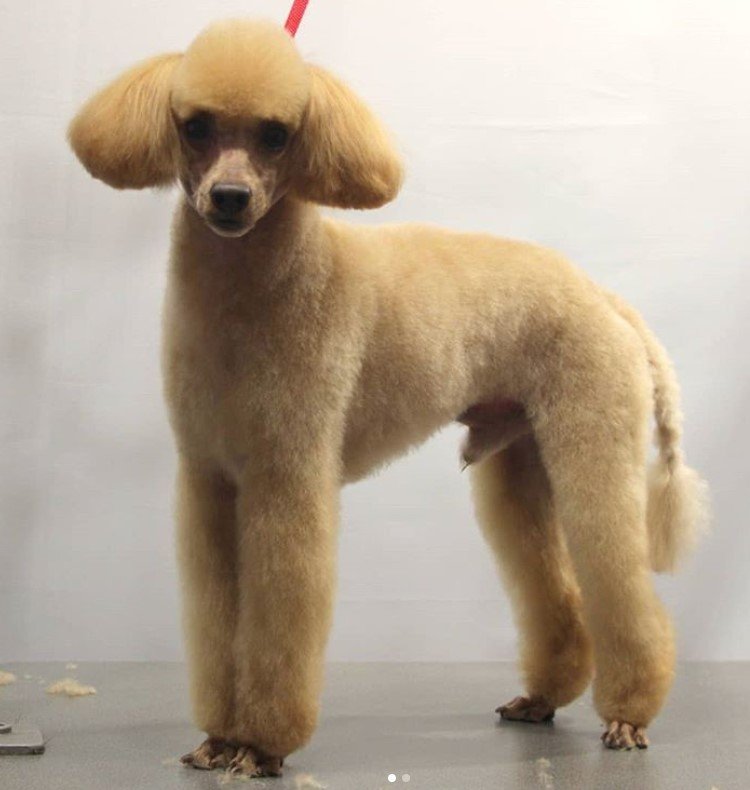apricot Poodle in dutch haircut