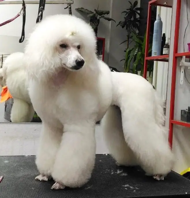 white Poodle in lion haircut