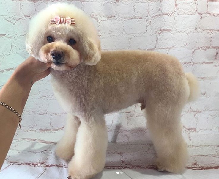 cream Poodle in teddy bear haircut