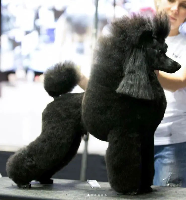 black Poodle in massive lion haircut