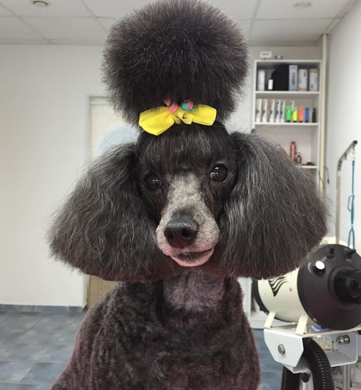 Poodle in dutch haircut with ball of pony tail tied with yellow ribbon on top of its head