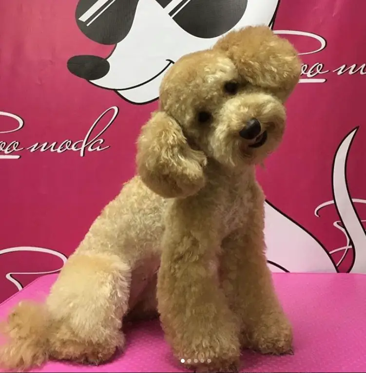 yellow Poodle in dutch haircut sitting on top of the grooming table