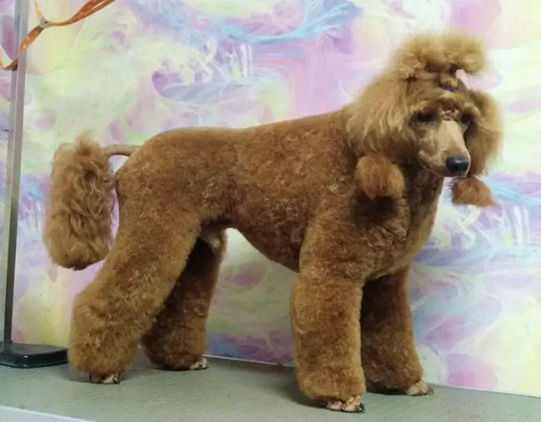 apricot Poodle with hair on the side of its face tied and a fluffy pony tail on top of its head