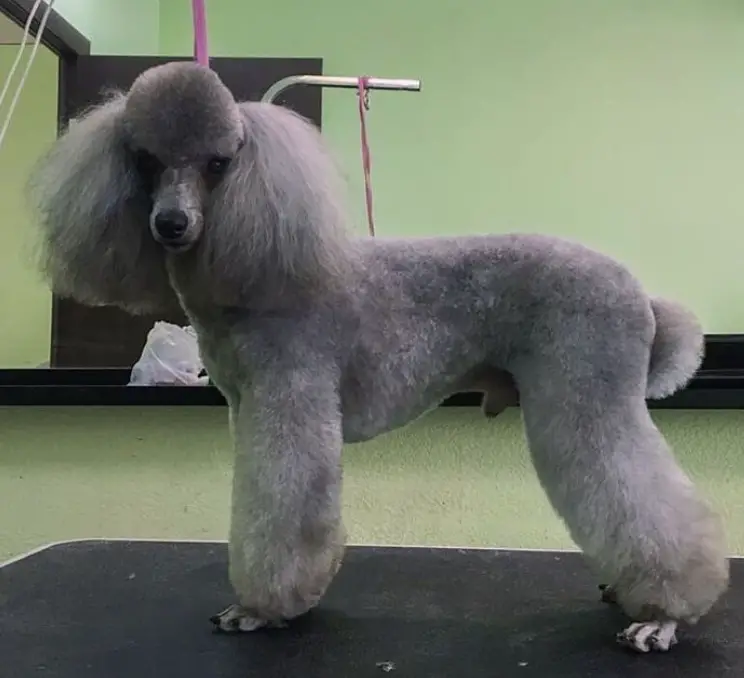 silver Poodle in dutch haircut standing on top of the grooming table