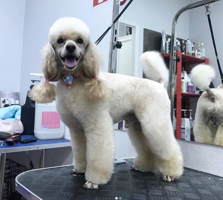 white Poodle with the hair on its side tied down