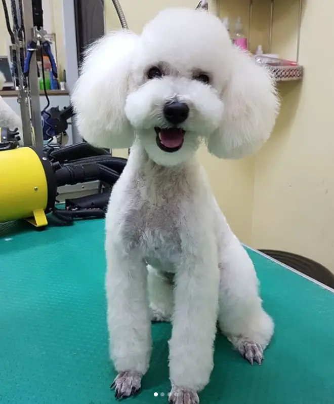 white Poodle in cupcake cut sitting on top of the grooming table