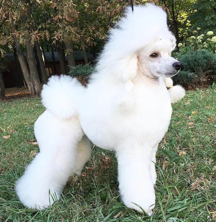 white Poodle in modern haircut with the hair on its side tied