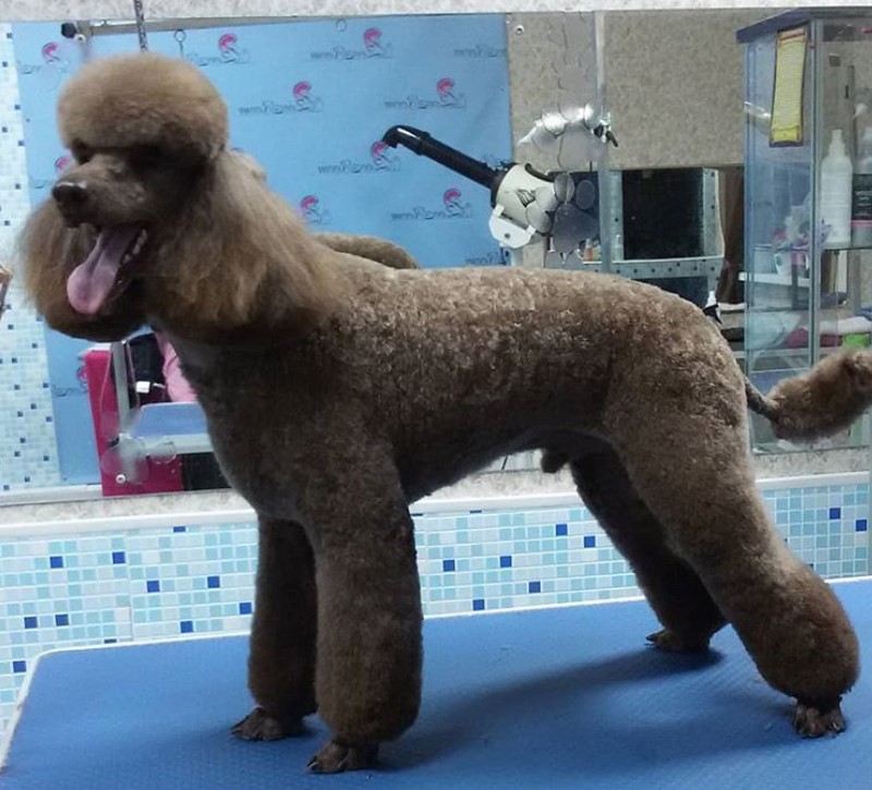 brown Poodle in dutch haircut standing on top of the grooming table
