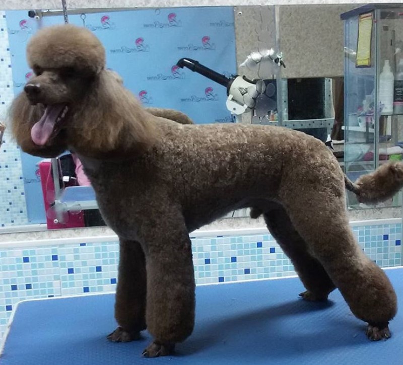 50 Best Poodle Haircuts For Dog Lovers Page 4 The Paws