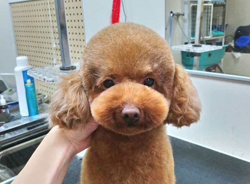 red Poodle in its puppy haircut