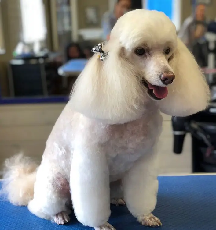 white Poodle in dutch haircut sitting on top of the grooming table