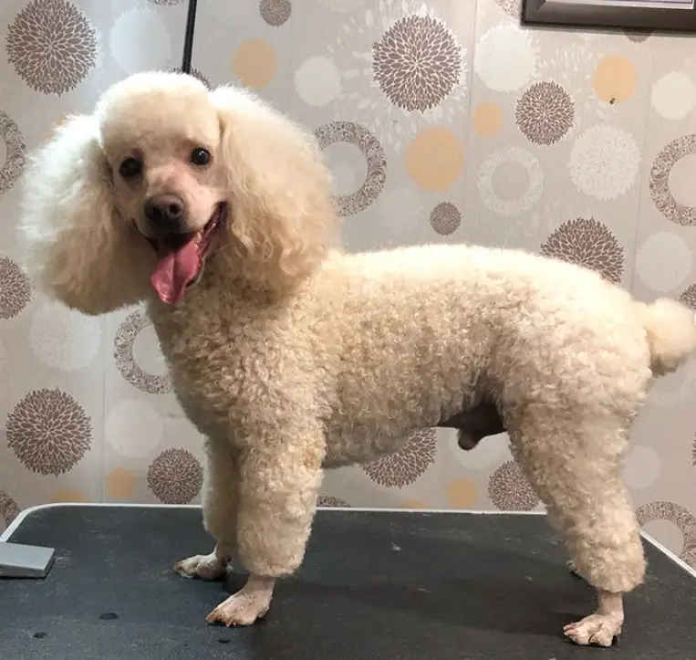 cream Poodle in modern haircut smiling while standing on top of the grooming table