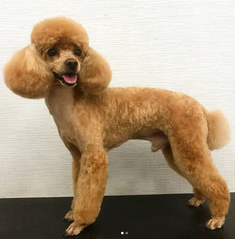 50+ Best Poodle Haircuts for Dog Lovers – Page 11 – The Paws