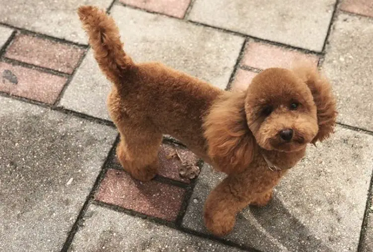 red puppy Poodle in its puppy haircut