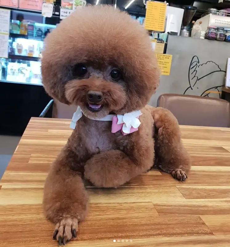 brown Poodle in modern haircut with round head lying down on top of the table