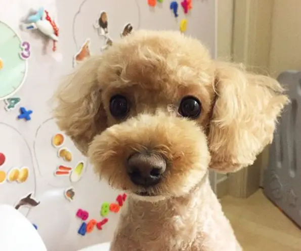 face of a Poodle in Puppy Haircut
