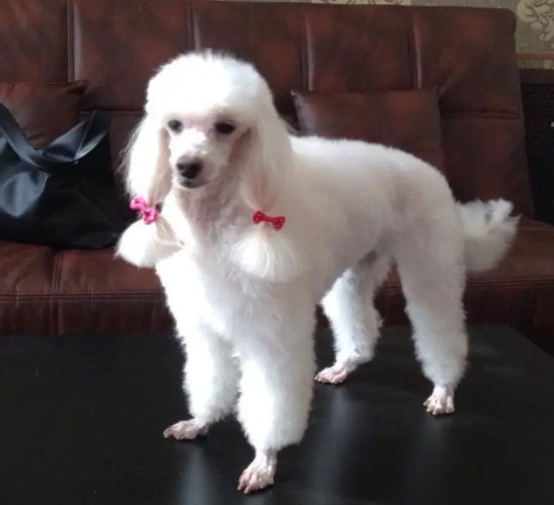 white Poodle with trimmed hair on its body and the long hair on its ears are tied with a pink ribbon