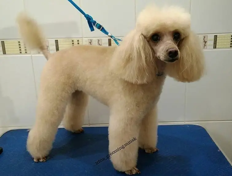 cream Poodle with dutch haircut standin on top of the grooming table