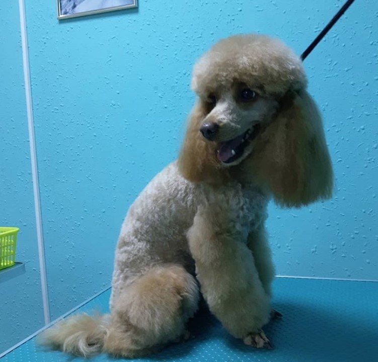 a silver beige Poodle with dutch haircut sitting on top of the grooming table