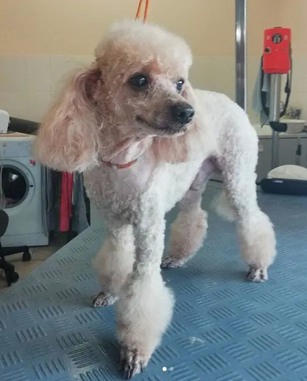 cream Poodle in summer haircut