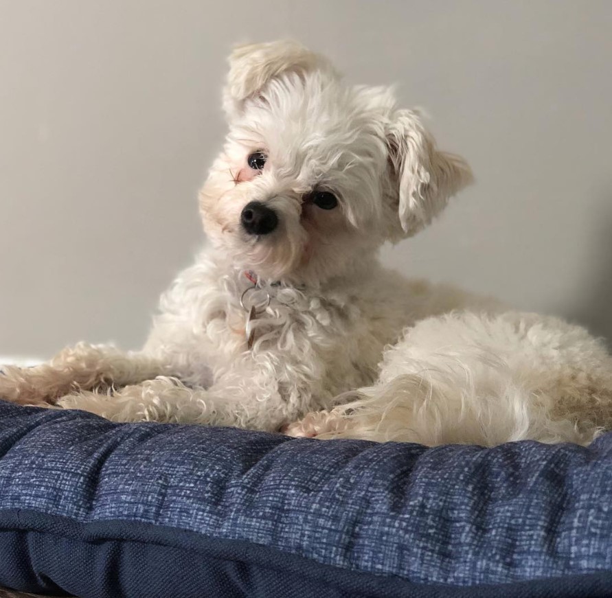 A white Poodle Terrier mix lying on top of its bed