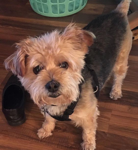 A Poodle Terrier mix standing on the floor with its begging face