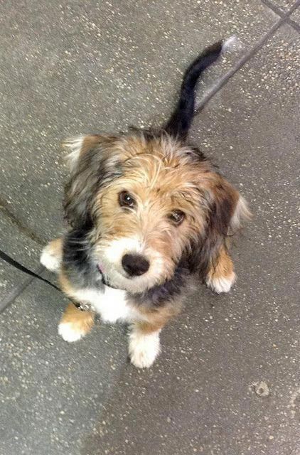 A Poodle Terrier mix sitting on the pavement while staring up with its begging eyes