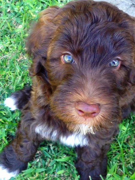 A Poodle Terrier mix puppy sitting on the grass