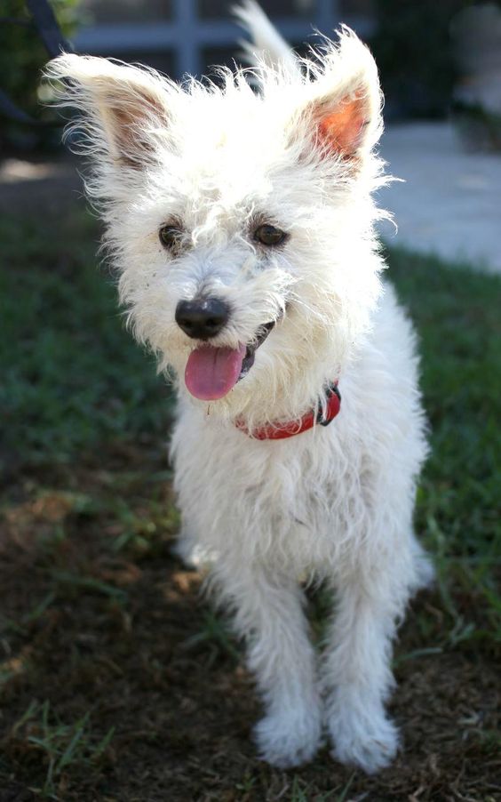 A Poodle Terrier mix standing on the grass with its tongue out