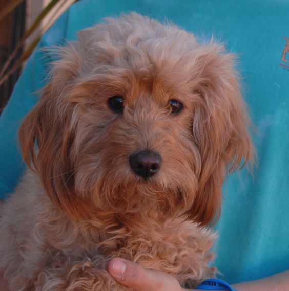 A Poodle Terrier mix being held by a person