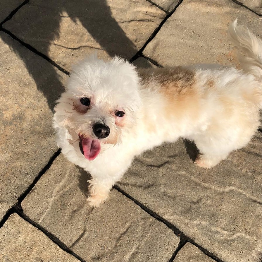 A Poodle Terrier mix standing on the pavement with its tongue out and under the sun