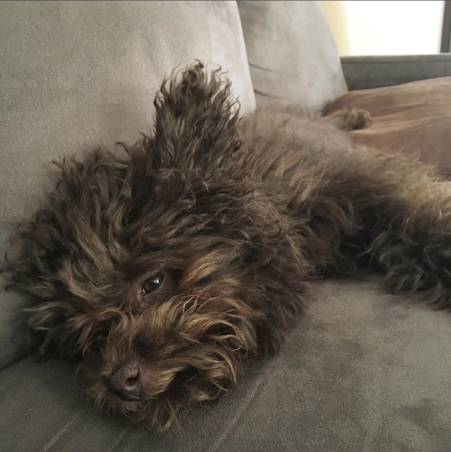 A tired Poodle Terrier mix lying on the couch