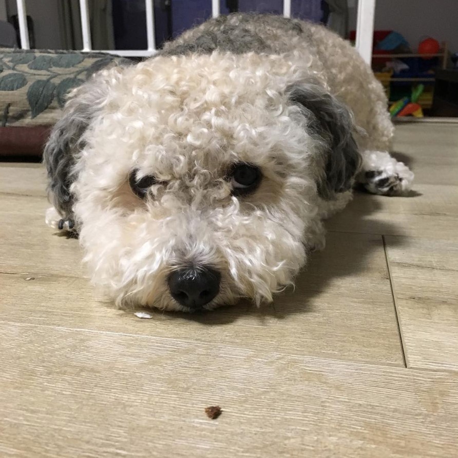 A Poodle Terrier mix lying on the floor