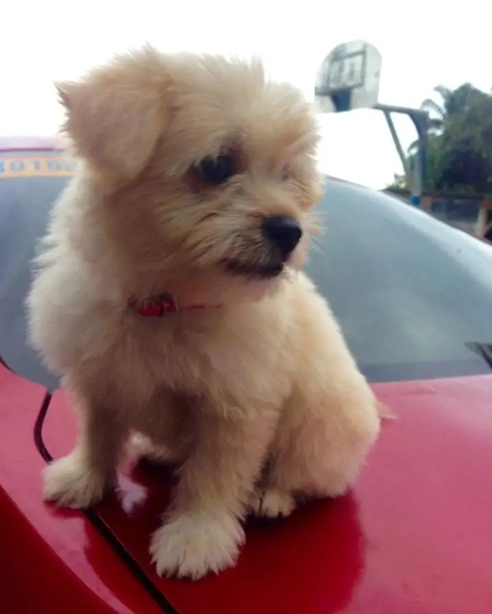 A Poodle Terrier mix puppy sitting on top of the car