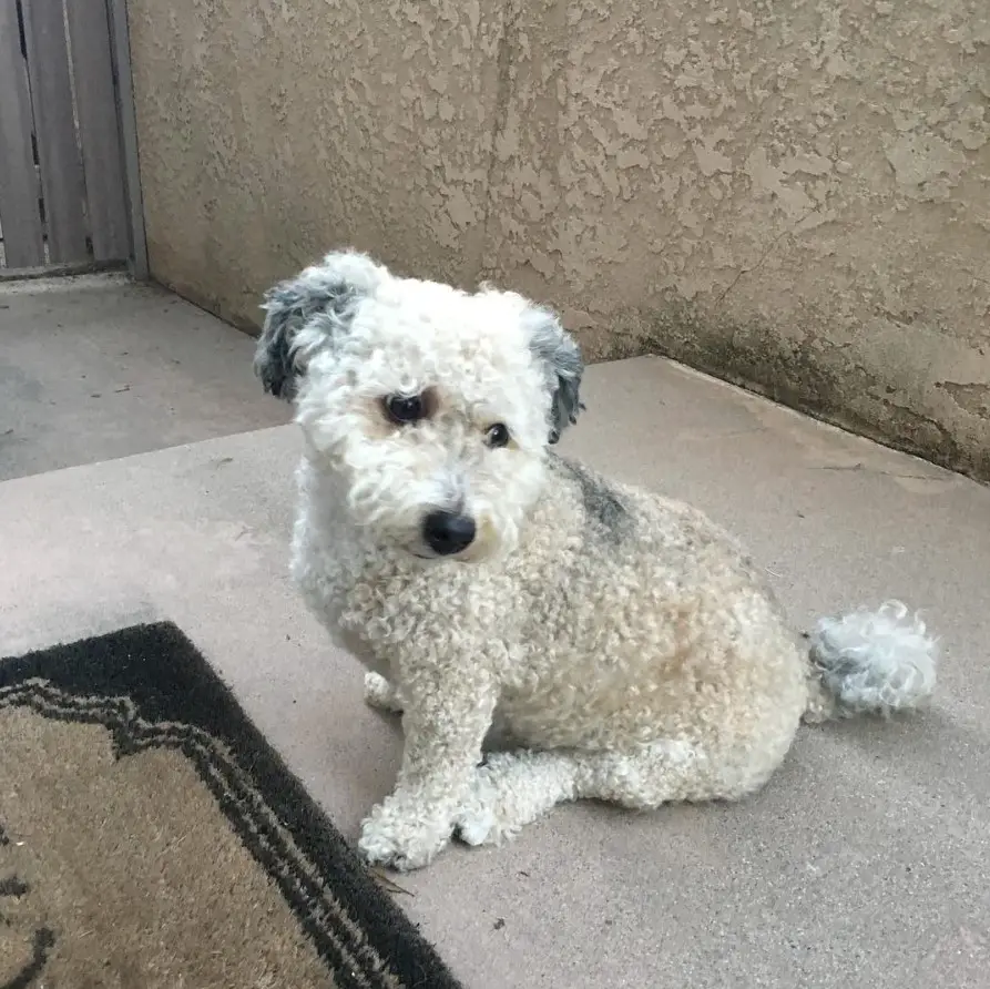 A Poodle Terrier mix sitting on the pavement