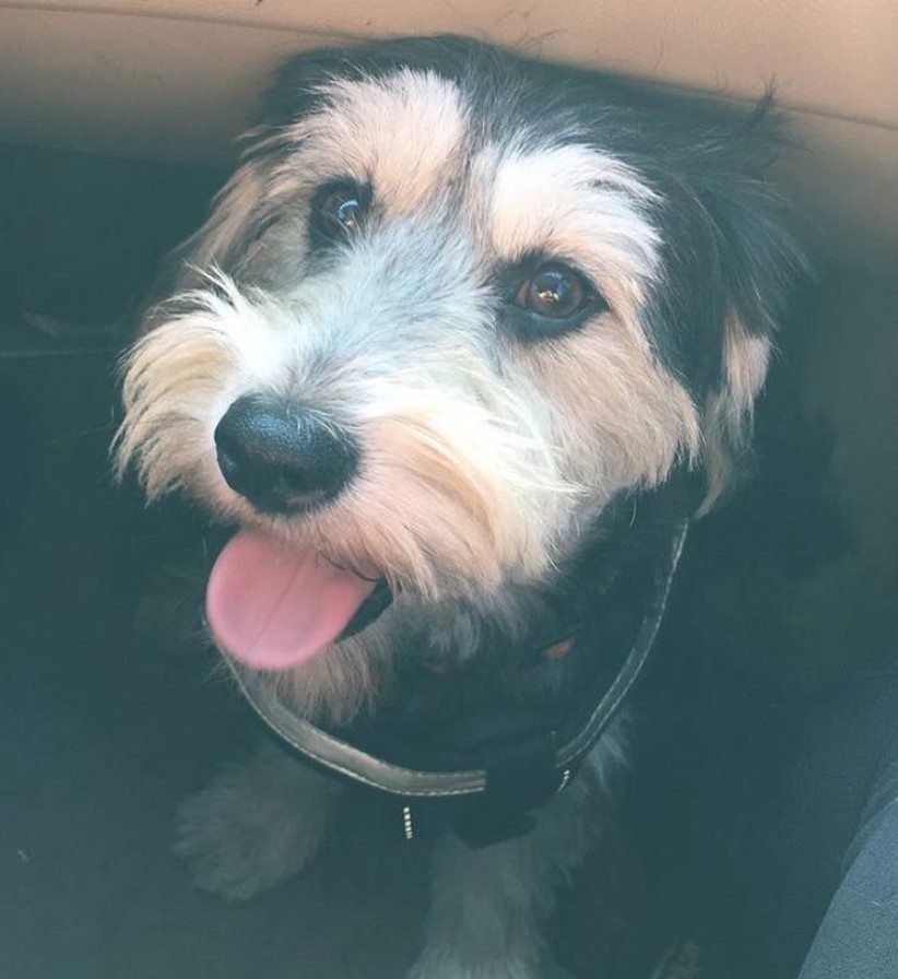 A Poodle Terrier mix sitting under the chair while smiling