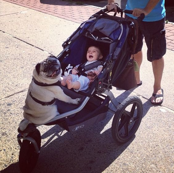Pug riding in a stroller with a kid
