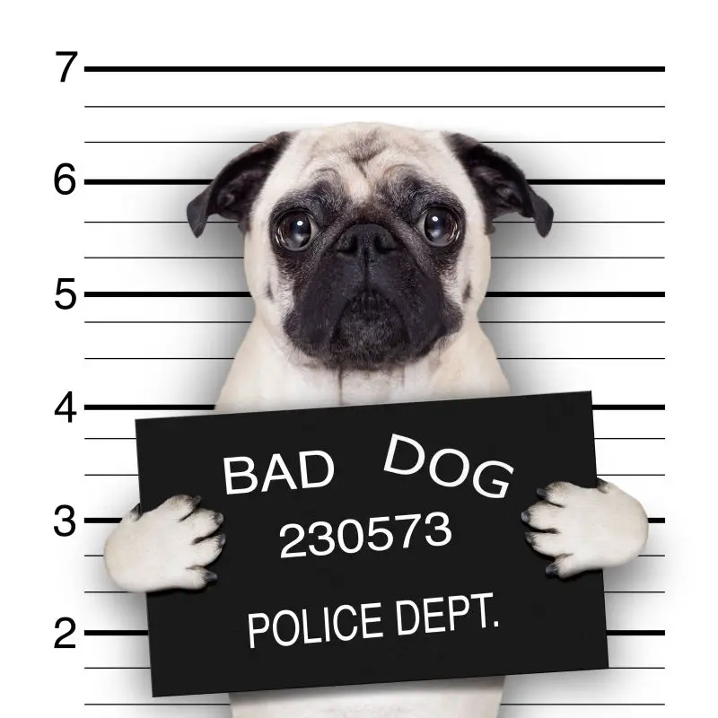 Pug in mugshot holding a sign with its offense 