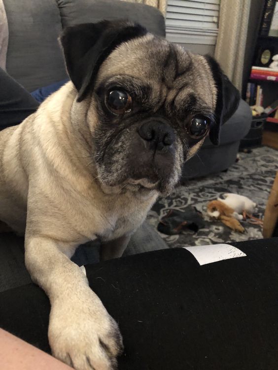 a Pug standing on the floor with its paw on the couch and with its sad face