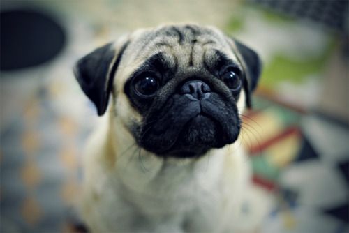 A Pug sitting on the floor with its sad face