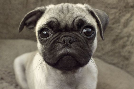 A Pug lying on its bed with its sad face