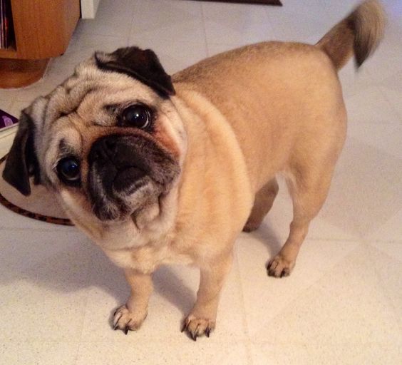 A Pug standing on the floor while tilting its head