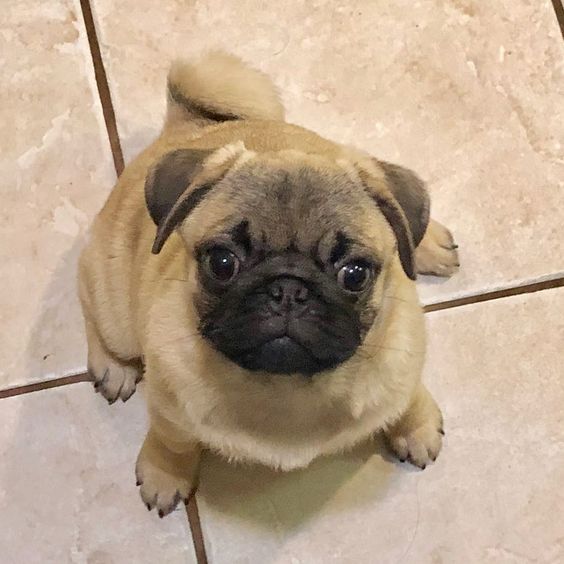 A Pug sitting on the floor while staring with its sad eyes