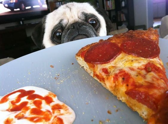A Pug sitting and staring from behind the box of pizza
