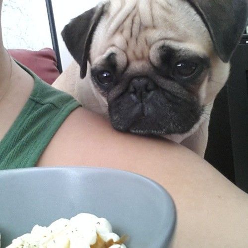 A Pug sitting behind the shoulder of person while staring at the popcorn