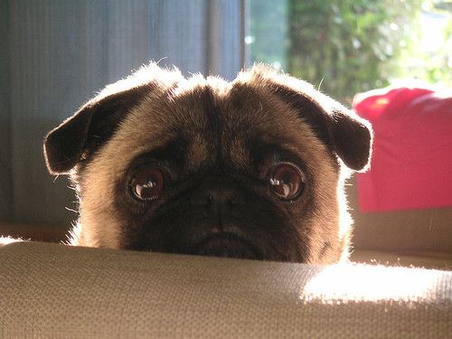 A Pug sitting on the couch with its begging face with sunlight on its back