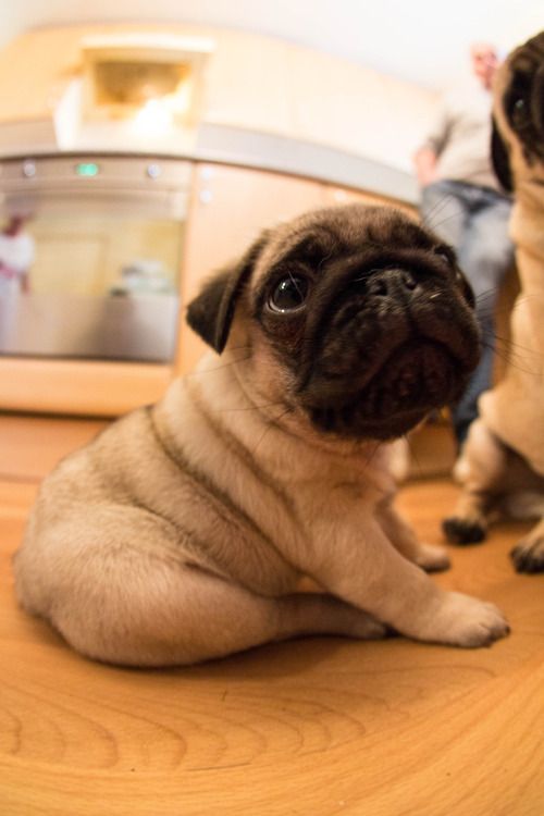 A Pug puppy sitting on the floor while staring up with its begging eyes